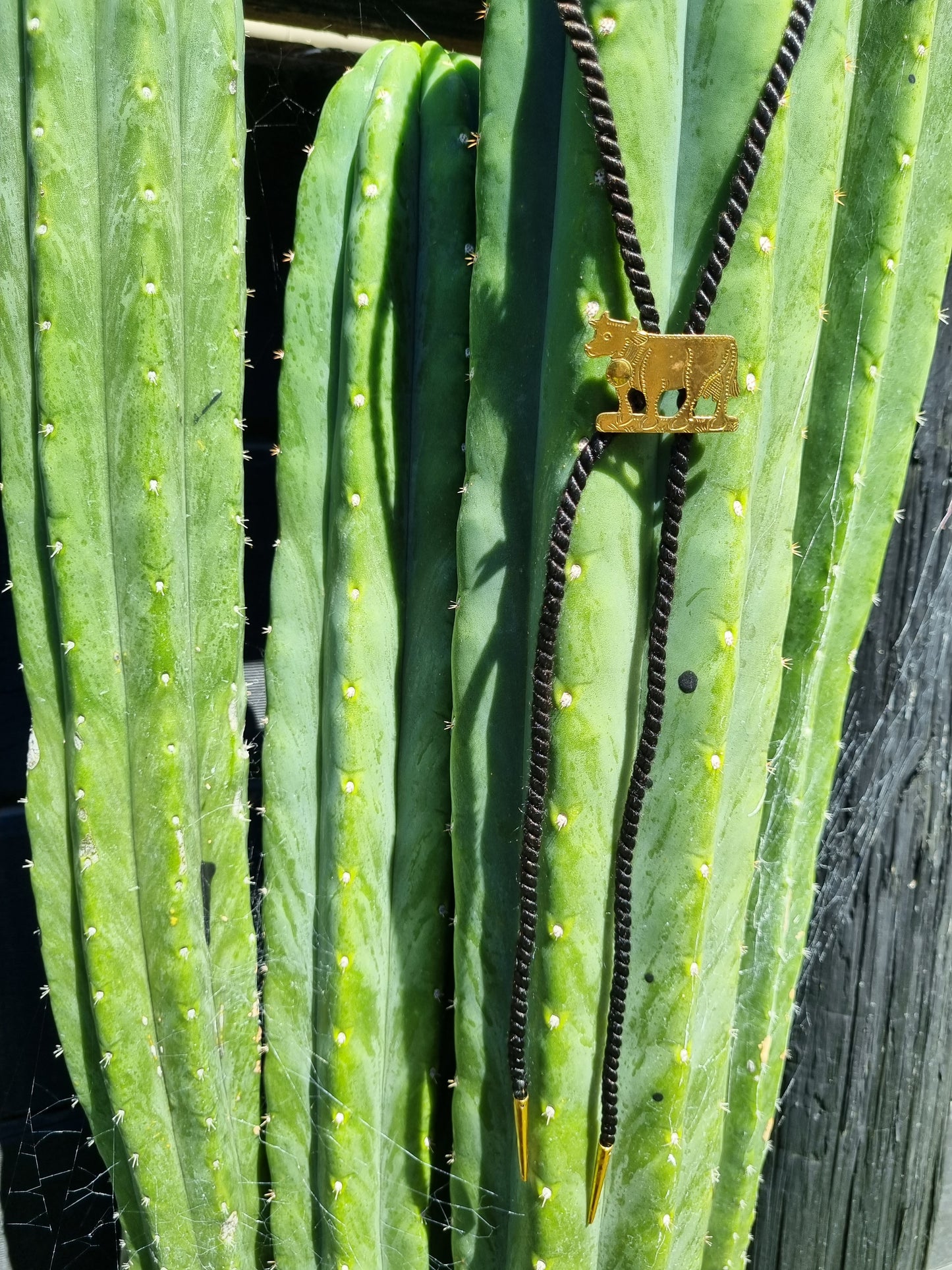 Bolo Tie - Brass Cow