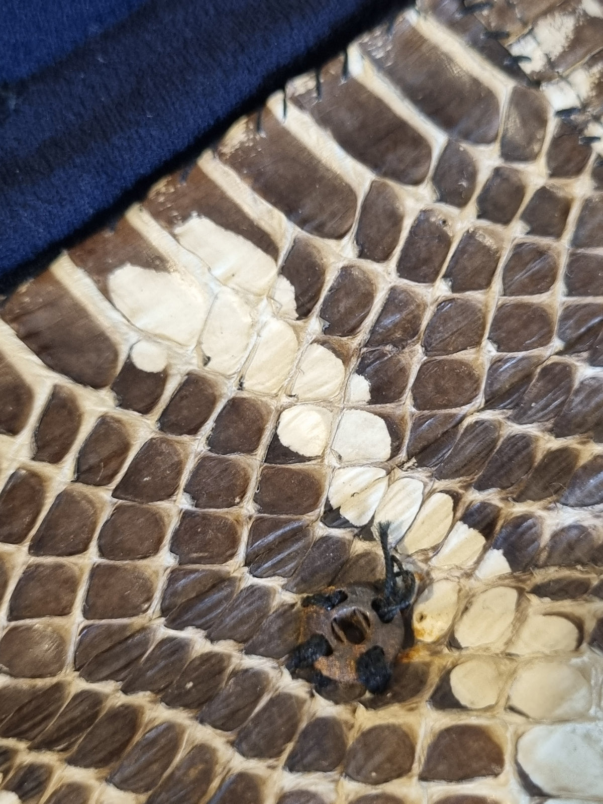 True Vintage 1940s Snakeskin Clutch