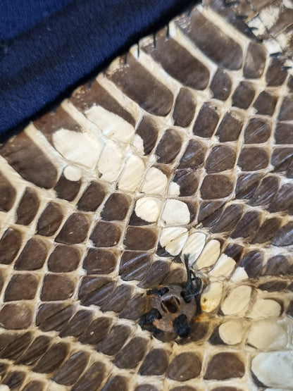 True Vintage 1940s Snakeskin Clutch