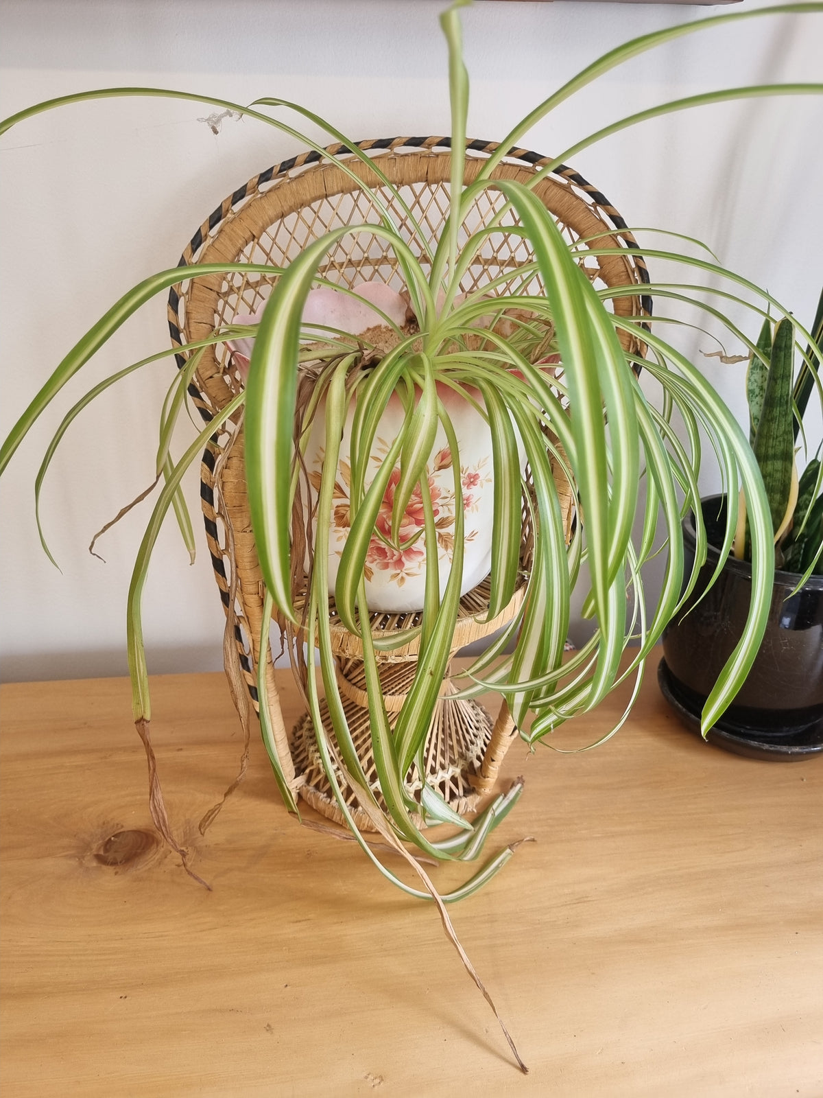 Miniature Cane Peacock Chair